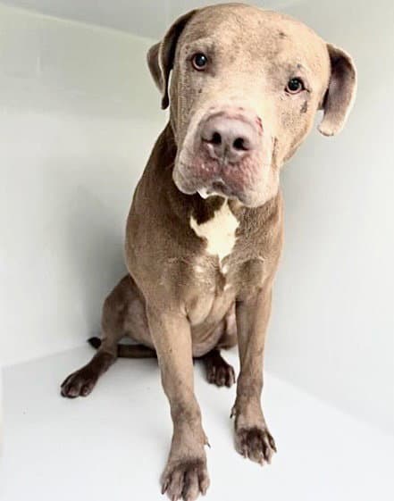 Unknown - Pit Bull Terrier
