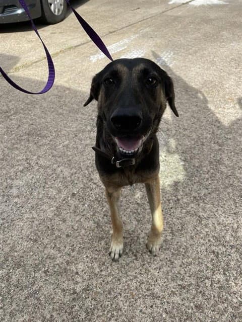Unknown - Belgian Shepherd Malinois