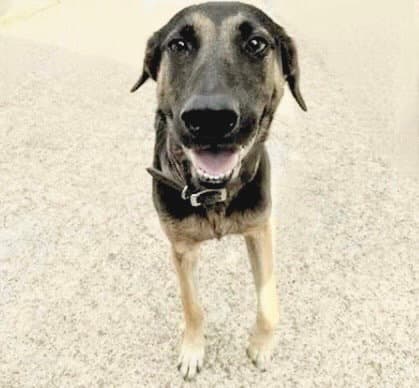 Unknown - Belgian Shepherd Malinois