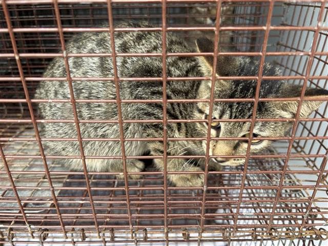 Unknown - Domestic Short Hair
