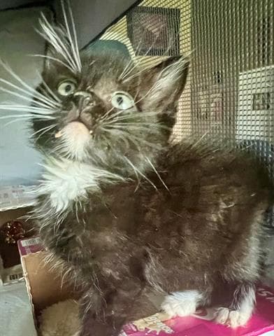 Sweet Tea - Domestic Short Hair