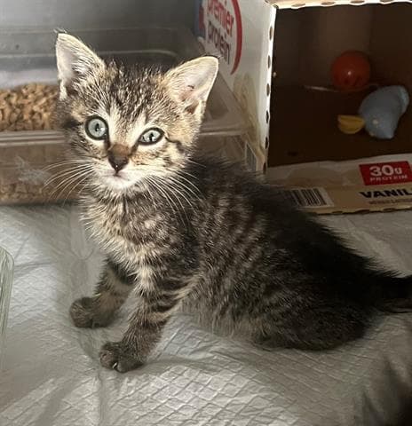 Lemonade - Domestic Short Hair