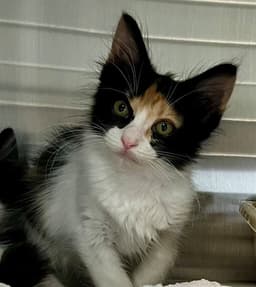 Polly image 1