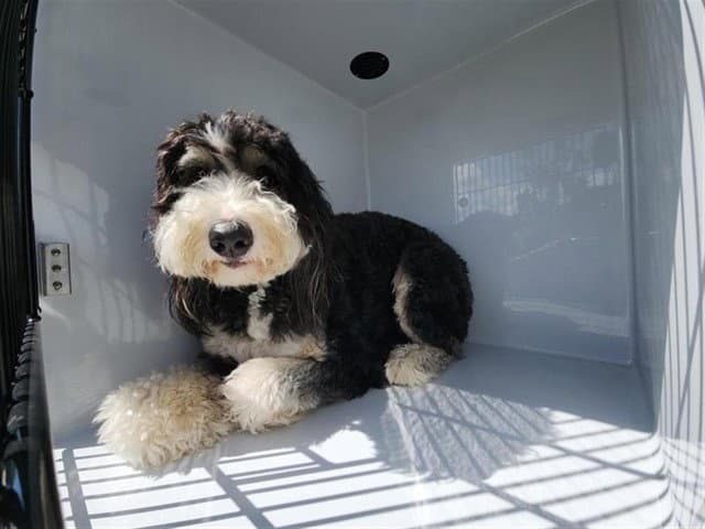 Unknown - Old English Sheepdog