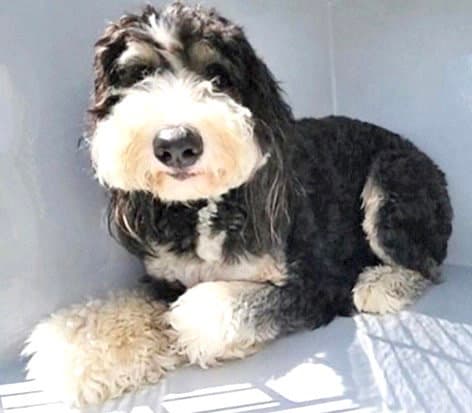 Unknown - Old English Sheepdog