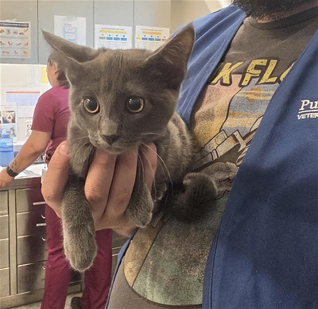 Timmy - Domestic Short Hair