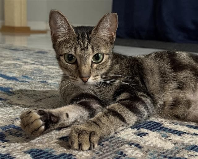Lychee - Domestic Short Hair