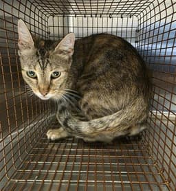 Mama Cat image 1