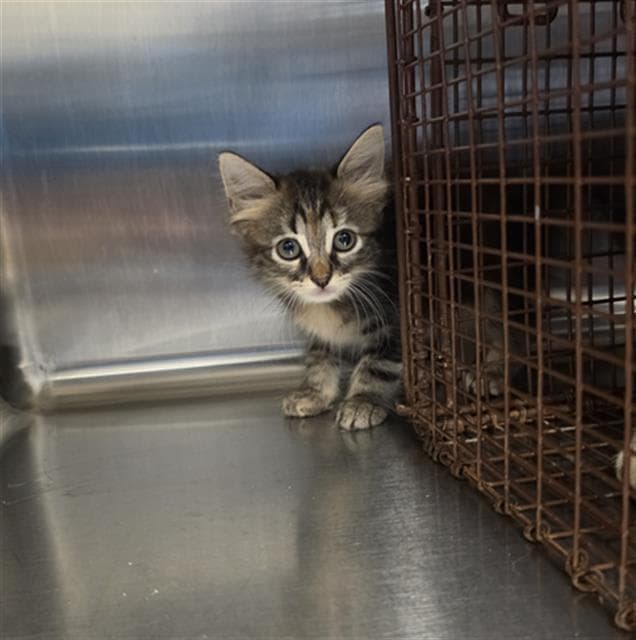 Kitten - Domestic Short Hair