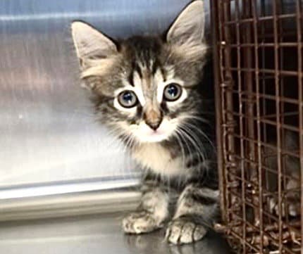 Kitten - Domestic Short Hair