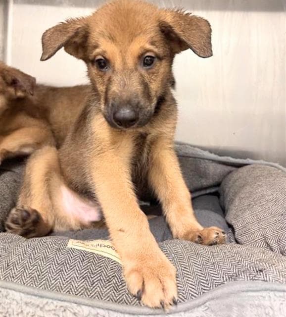 Miller - German Shepherd Dog