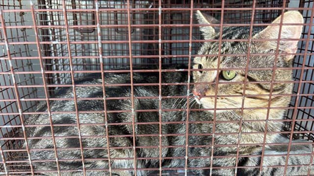 Unknown - Domestic Short Hair