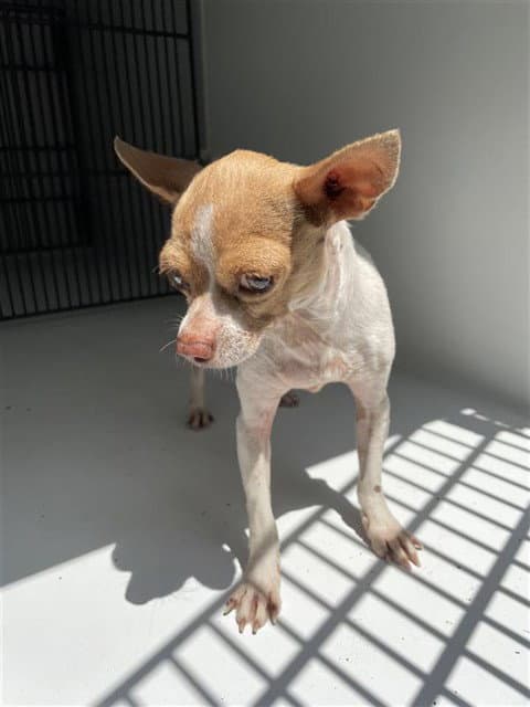 Unknown - Chihuahua