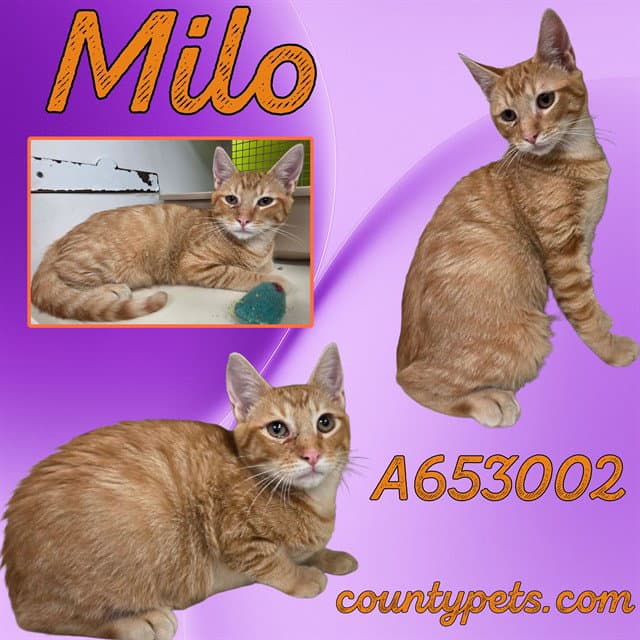 Milo - Domestic Short Hair