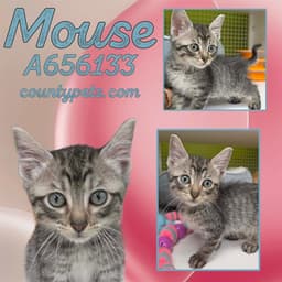 Mouse image 1