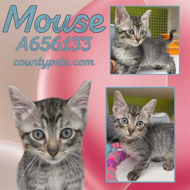 Mouse - Domestic Short Hair