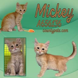 Mickey image 1
