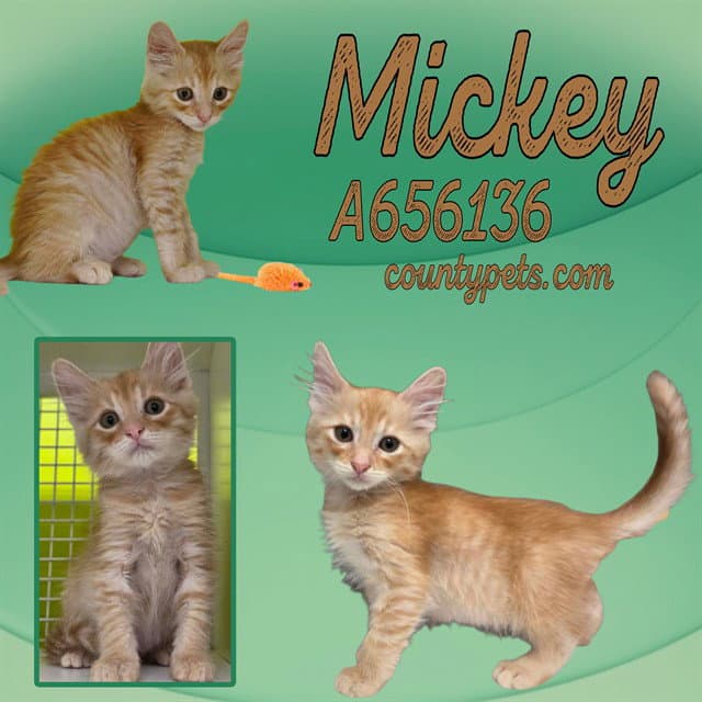 Mickey - Domestic Short Hair