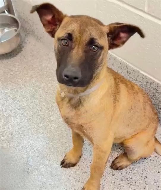 Ziggy - German Shepherd Dog