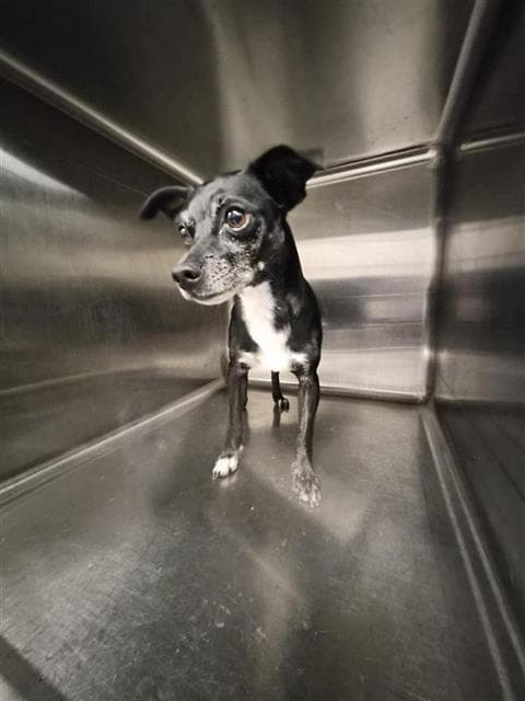 Unknown - Chihuahua