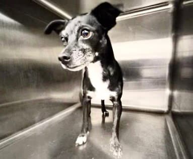 Unknown - Chihuahua