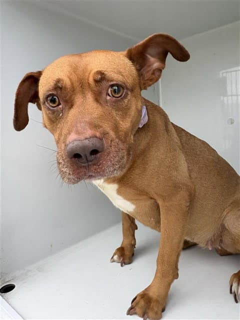 Mocha - Pit Bull Terrier