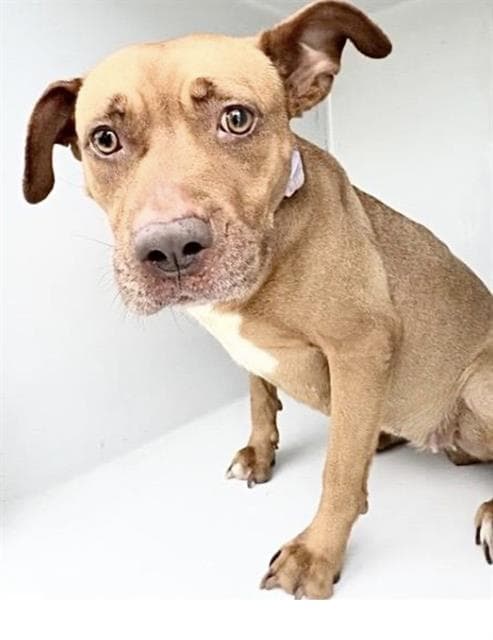 Mocha - Pit Bull Terrier