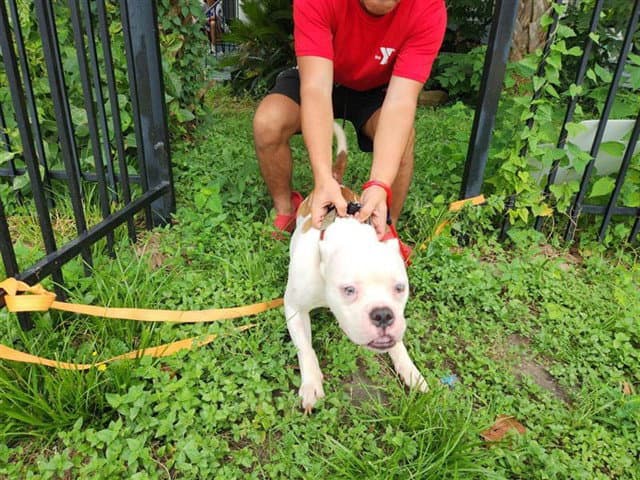 Pj - Pit Bull Terrier