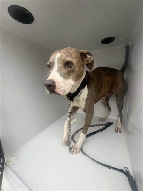 Unknown - Pit Bull Terrier