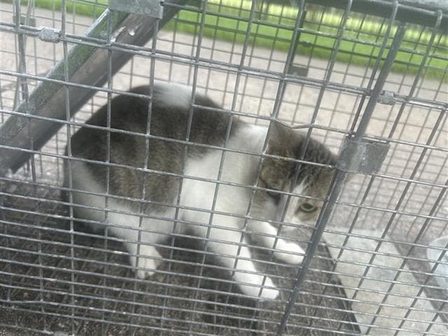 Unknown - Domestic Short Hair