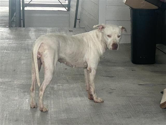 Unknown - American Pit Bull Terrier