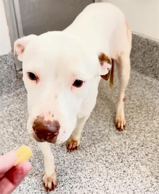 Unknown - American Pit Bull Terrier