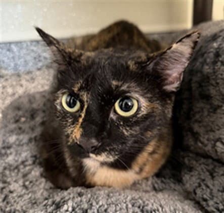 Gypsy - Domestic Short Hair