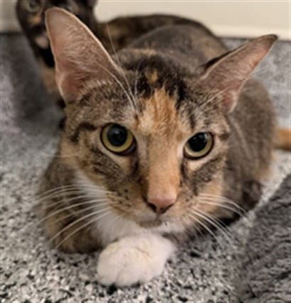 Holly - Domestic Short Hair
