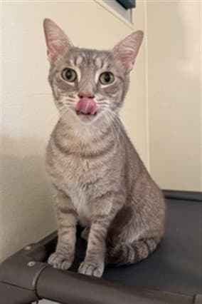 Mouse - Domestic Short Hair