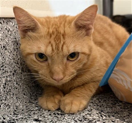 Polo - Domestic Short Hair
