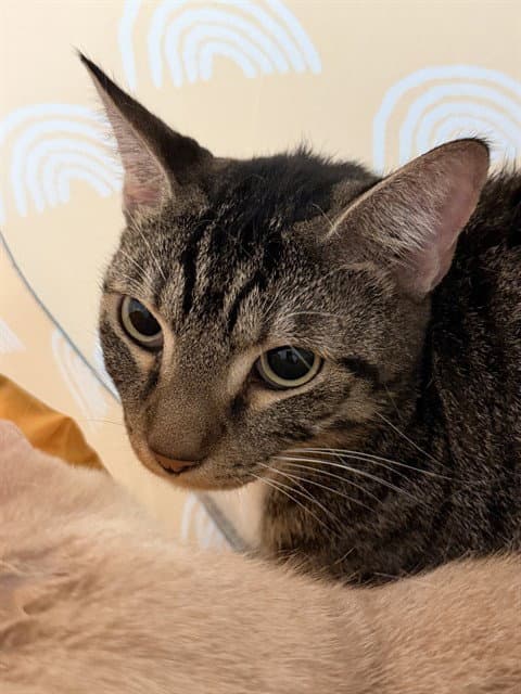 Cassanova - Domestic Short Hair