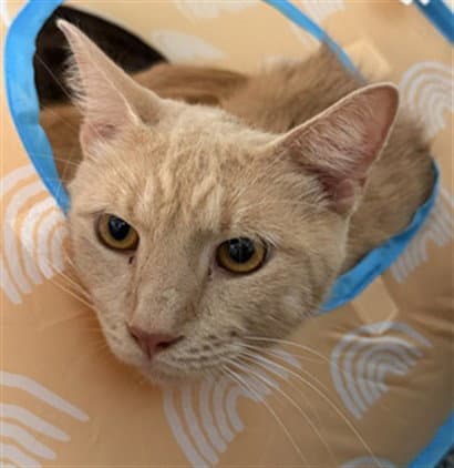 Chase - Domestic Short Hair