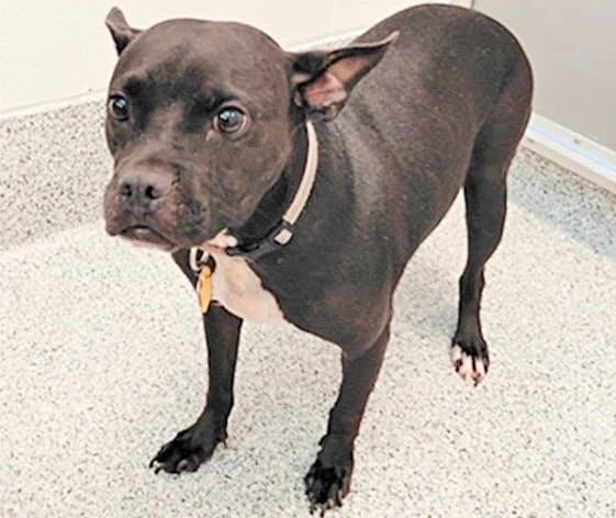 Sammie - Staffordshire Bull Terrier