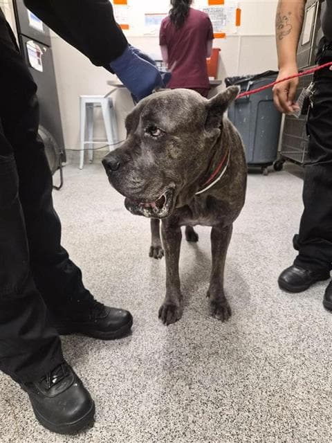 Unknown - Cane Corso Mastiff
