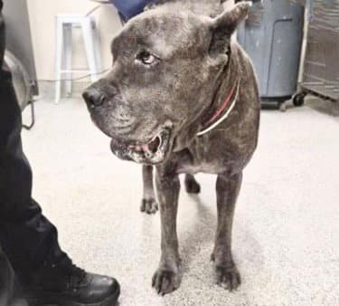 Unknown - Cane Corso Mastiff