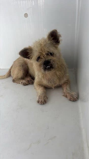 Unknown - Maltese