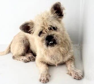 Unknown - Maltese