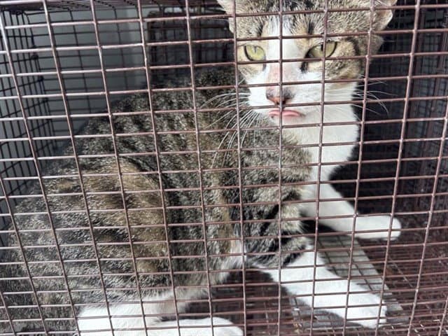 Unknown - Domestic Short Hair