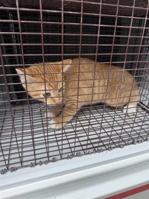 Unknown - Domestic Short Hair