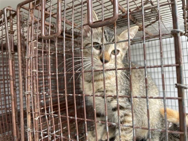 Stray-Feral - Domestic Short Hair