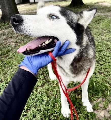 Unknown - Husky