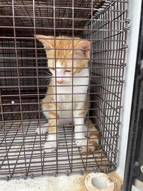Unknown - Domestic Short Hair