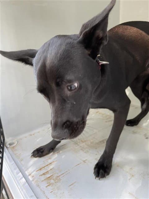 Unknown - Pit Bull Terrier
