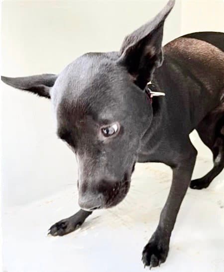 Unknown - Pit Bull Terrier
